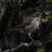 Pipipi (Brown Creeper)